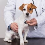 The Ultimate Guide to Pet Insurance Companies in 2024